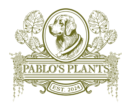 Pablo's Plants logo designed by Consulta